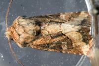 Luperina dumerilii