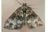 Perizoma bifaciata