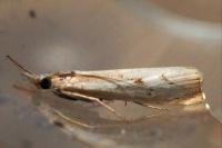 Agriphila