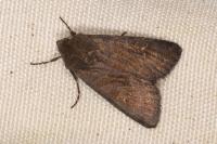 Aporophyla nigra