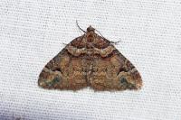 Catarhoe basochesiata