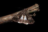 Aedia leucomelas