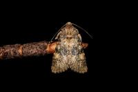 Polymixis dubia