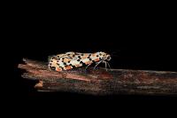 Utetheisa pulchella