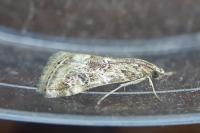 Hellula undalis
