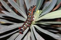 Hyles euphorbiae
