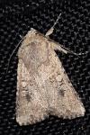 Mythimna languida