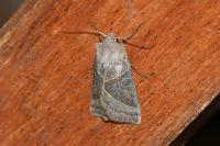 Mesogona oxalina