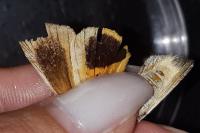 Noctua tirrenica