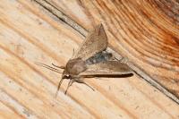 Mythimna unipuncta