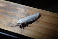 Eilema caniola