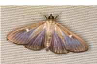 Cydalima perspectalis