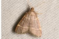 Hypsopygia glaucinalis