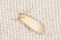Katha depressa