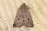 Leptologia lota