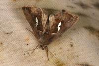 Macdunnoughia confusa
