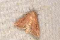 Mythimna albipuncta