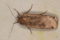 Noctua pronuba