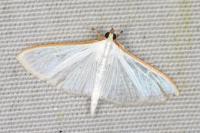 Palpita vitrealis
