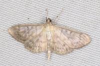Patania ruralis