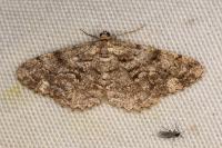 Peribatodes secundaria secundaria