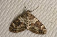 Thera britannica/variata