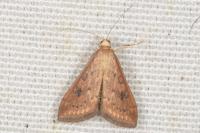 Udea ferrugalis