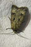 Agrotis