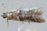 Pseudacrobasis tergestella