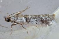 Pseudacrobasis tergestella