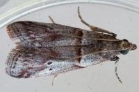 Acrobasis bithynella