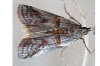 Acrobasis bithynella