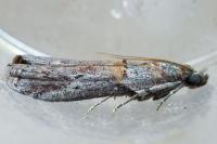 Acrobasis bithynella
