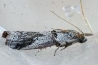 Acrobasis bithynella