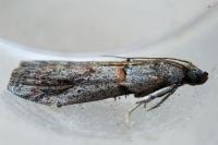 Acrobasis bithynella