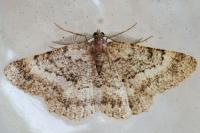 Selidosema taeniolaria
