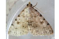 Metachrostis velox