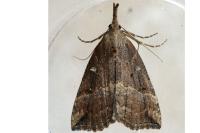 Hypena rostralis