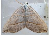 Scotopteryx luridata/mucronata
