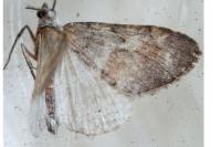 Pennithera
