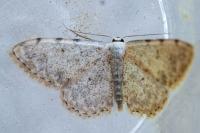 Scopula submutata roseonitens