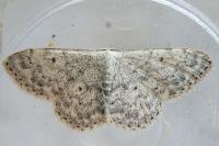 Scopula marginepunctata