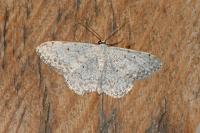 Scopula marginepunctata