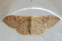 Idaea degeneraria