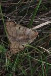 Minucia lunaris