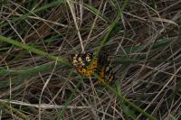 Eurranthis plummistaria