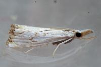 Catoptria falsella