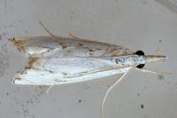 Catoptria falsella