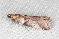 Acrobasis sodalella