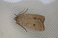 Xestia castanea